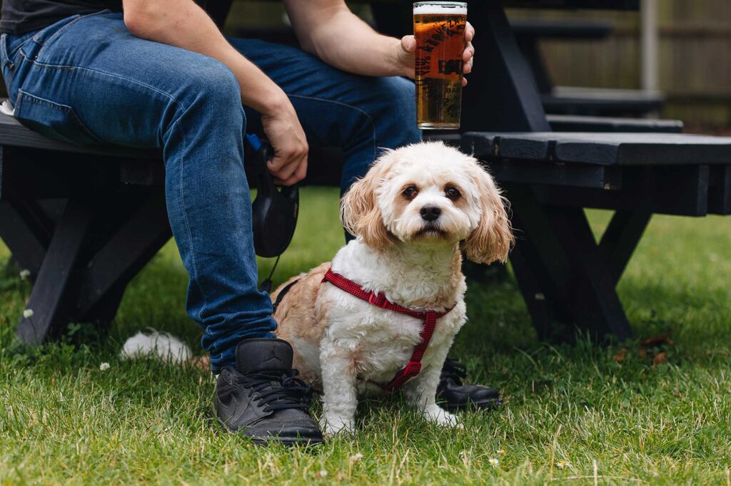 Small dog by mans legs in dog friendly beer garden